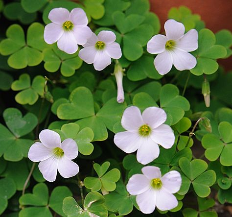 National Flower of Ireland - Shamrock Irish National Flower, Irish Flowers Ireland, Flowers Of Ireland, Irish Pictures, Irish Flowers, Irish Tattoo, Grandma Tattoo, Shamrock Plant, Grandma Tattoos