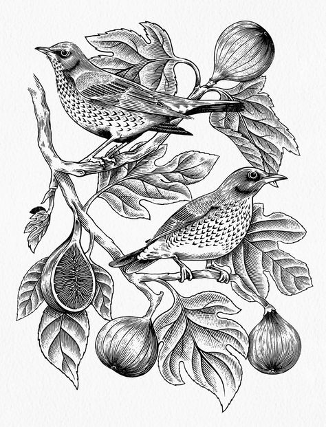 Fig tree and Fieldfare illustration on Behance Fig Drawing, Christmas Gin, Alevel Art, Berlin Design, Lino Art, Patterns Wallpaper, Engraving Illustration, Lino Cut, Line Work