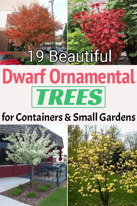 Perfect for driveways and containers growing Dwarf Ornamental Trees is one of the best ways to add an appeal to the architectural design of your home! Small Tree Landscaping Ideas, Pretty Trees For Landscaping, Trees For Small Front Yards, Low Growing Trees For Front Of House, Small Trees To Plant Near House, Shrub Trees Landscaping, Small Tree For Front Yard, Small Feature Trees Front Yard Australia, Front Yard Landscaping Tree Ideas