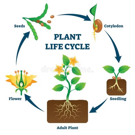 Plant Knowledge, Spring Chalkboard, Word Ladders, Flower Seedlings, Kingdom Plantae, Plant Clips, Plants Quotes, Plant Tissue, Plant Journal