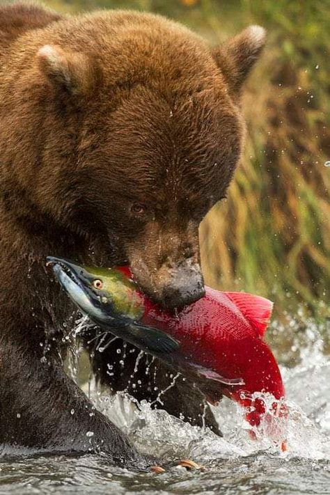 Beruang Grizzly, Alaska Salmon Fishing, Bear Fishing, Deadliest Catch, Sockeye Salmon, Fishing Photography, Salmon Fish, Salmon Fishing, Grizzly Bear