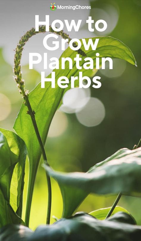 Growing Plantain Herbs: How to Cultivate and Use This Common Weed Plantain Plant, Plantain Herb, Morning Chores, Become A Writer, Medicine Garden, Edible Weeds, Food Forest Garden, Herbal Medicine Recipes, Plantain Leaves