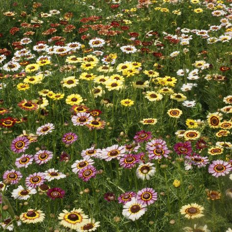 Painted Daisy Seed - Chrysanthemum Carinatum Flower Seeds Chrysanthemum Seeds, Chrysanthemum Painting, Chrysanthemum Plant, Painted Daisies, Painted Daisy, Daisy Painting, Seed Catalogs, Plant Spacing, Red And Purple