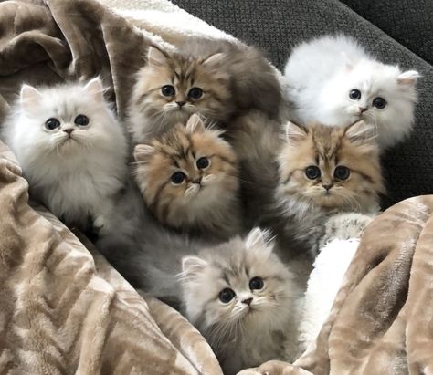 Chinchilla Persian Kitten, Persian Chinchilla Cat, Fluffy Munchkin Cat, Siberian Cat Kitten, Chinchilla Cat, Chinchilla Persian, Cute Fluffy Kittens, Lode A Dio, Chinchilla Pet