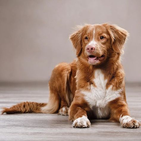 Duck Toller Retriever, Duck Retriever, Duck Toller, Nova Scotia Duck Tolling Retriever, Cute Dog Pictures, Pet Animals, Puppy Lover, Dog Wallpaper, Retriever Puppy