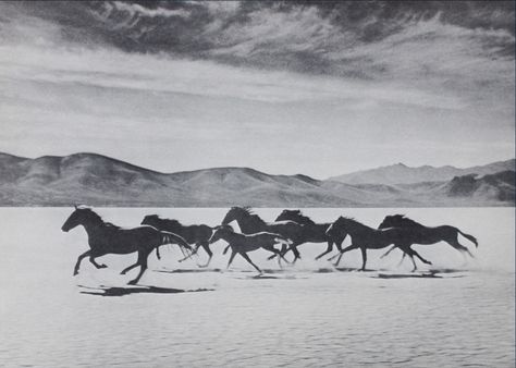 wild horses Wild Horses Running, Horse Aesthetic, Horse Wall, Black And White Film, Horse Photography, Horse Pictures, Horse Girl, Horse Painting, Horse Art