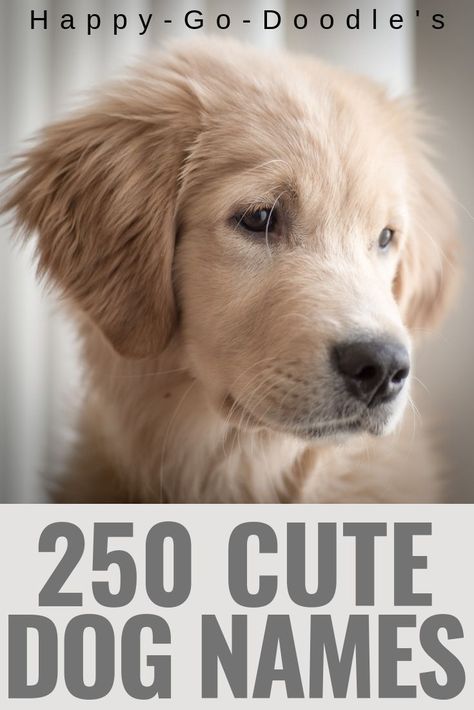 Looking for a name for your little cutie pie pup? Check out this mega list of 250 adorable dog names that end in Y. Browse through this list of dog names ending in Y, IE, EE, or the long "E" sound. Includes both girl dog names and boy dog names. Enjoy naming your new puppy! #dognames #cutedognames #boydognames #girldognames #happygodoodle List Of Dog Names Numbered, Dog Names For Golden Retrievers, Female Golden Retriever Names, Sheepadoodle Names, Best Dog Names Boys, Golden Retriever Puppy Names, Bernedoodle Names, Unique Dog Names Boy, Girl Puppy Names Unique