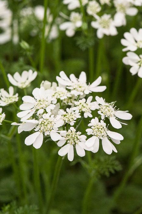 _Orlaya grandiflora - great cut flower - called 'The Bridesmaid' White Meadow Flowers, Orlaya Flower, Orlaya Grandiflora, Flying Duck Orchid, Meadow Plants, Spring Soiree, Annabelle Hydrangea, Night Blooming Flowers, Sarah Raven