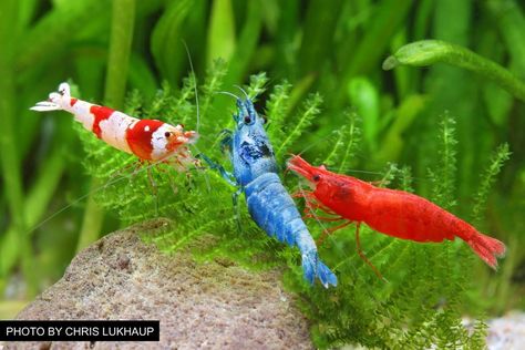 Beautiful Tropical Fish, Aquarium Shrimp, Tropical Freshwater Fish, Fish Varieties, Diy Aquarium, Shrimp Tank, Fish Care, Marine Fish, Exotic Fish