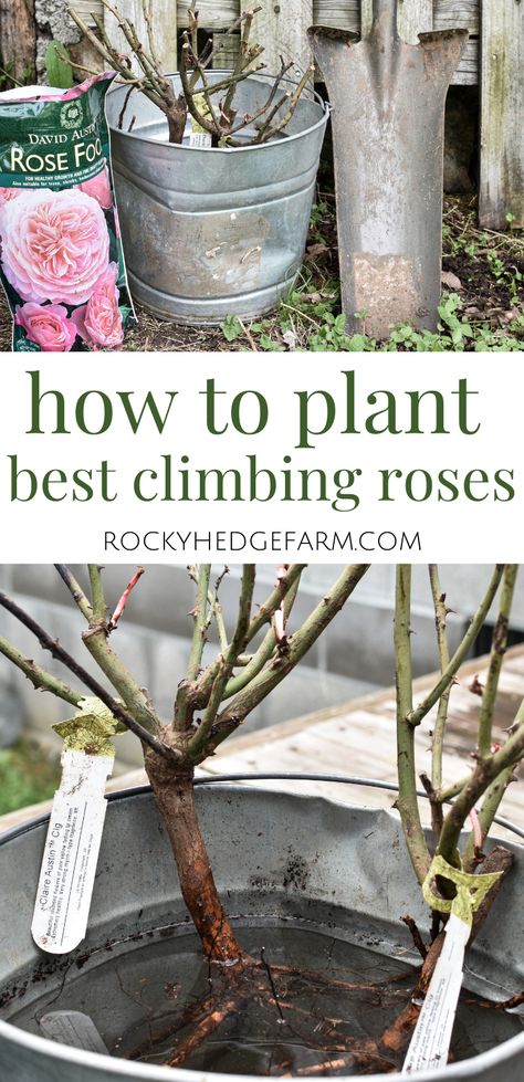 Best Climbing Roses Zone 6, How To Plant Climbing Roses, How To Grow Climbing Roses, White Eden Climbing Rose, Claire Austin Rose Climbing, Rose Garden Layout, Climbing Rose Ideas, Shire Garden, Growing Climbing Roses