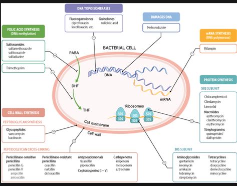 Dna Polymerase, Rna Polymerase, Dna Methylation, Oakland University, Medicine Notes, Medical Facts, Cell Wall, Protein Synthesis, Critical Care