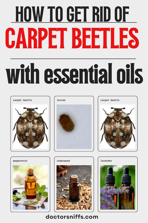 photos of carpet beetles with 3 essential oils How to get rid of carpet beetles with essential oils Carpet Beetles How To Get Rid Of, Carpet Bugs, Carpet Beetles, Bug Killer, Cedarwood Oil, Peppermint Oil, Diy Carpet, Bed Bugs, Bugs And Insects