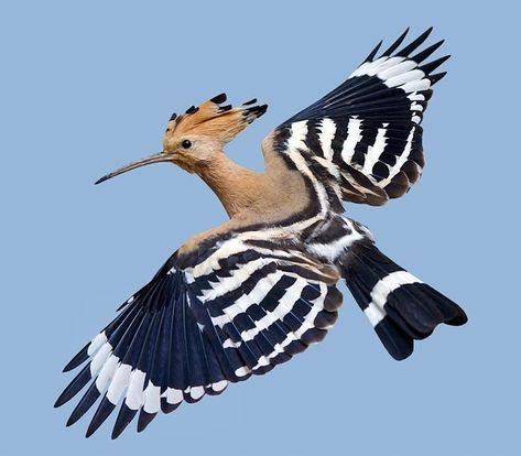 Hoopoe (Upupa epops) Africa, Europe, Asia Hoopoe Bird, Tik Tok Videos Funny, Bird Wings, Tik Tok Videos, Wild Nature, Bird Pictures, English Translation, Pretty Birds, Bird Photo