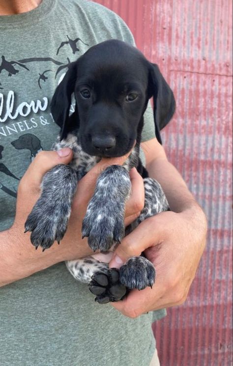 Cute Hunting Dogs, Hunting Puppies, Gsp Puppy, Country Dogs, German Shorthaired Pointer Puppies, German Shorthaired Pointer Black, Hunting Dogs Breeds, Gsp Dogs, Dog Hunting