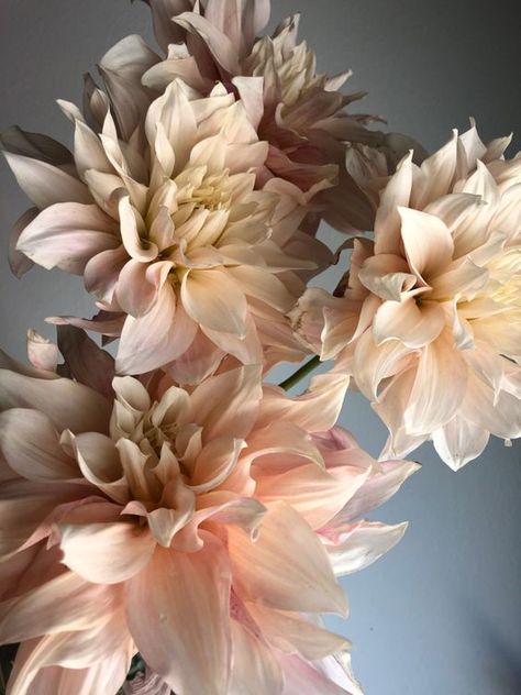 Cream Dahlia Bouquet, White Dahlias Wedding, Dahlia Cafe Au Lait Bouquet, Dahlias Cafe Au Lait, Dahlia Flower Cafe Au Lait, Cafe Au Lait Dahlias Wedding, Cafe Au Lait Dahlias Bouquet, Dinner Plate Dahlias, Cafe Au Lait Dahlia Bouquet