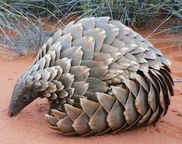 Endangered Pangolin. The only mammal with scales! Animals, Creatures, and Beasts. Wild Kingdom Regnul Animal, Reptile Cage, Interesting Animals, Unusual Animals, Rare Animals, Endangered Animals, Amazing Animals, Weird Animals, Animals Of The World