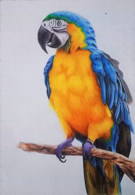 Art Color Pencil, Colour Pencil Art, Coloured Pencil Art, Bird Pencil Drawing, Macaw Art, Colour Pencil Drawing, Parrot Drawing, Drawing Color, Macaw Parrot