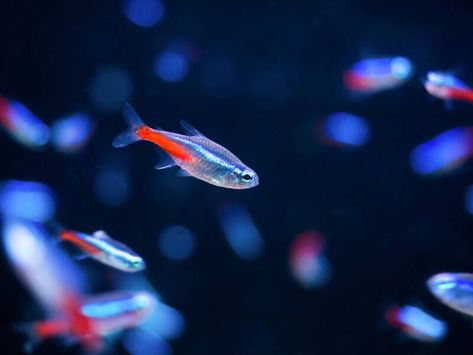 Fish Reference, Schooling Fish, Fish Freshwater, Frog Tank, Glow Fish, Tetra Fish, Neon Tetra, Fish Keeping, Tropical Fish Aquarium