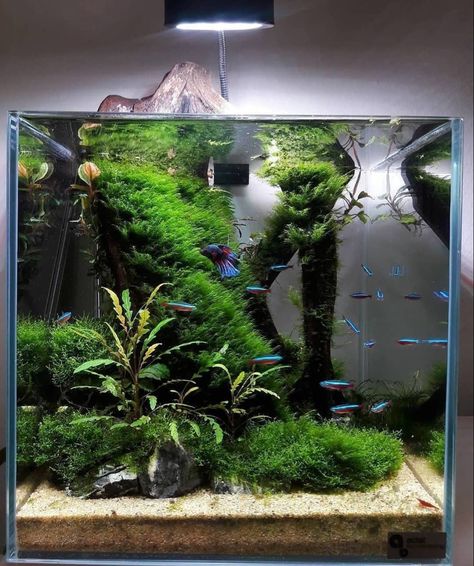 Nano Aquascape, Tank Aquariums, Cool Fish Tank Decorations, Aquascape Ideas, Water Terrarium, Biotope Aquarium, Fish Aquarium Decorations, Fish Tank Themes, Taman Air