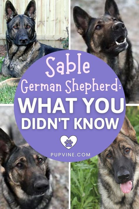 GSDs come in various other colors. Sable German Shepherds are just one of the color variations of this popular guard dog. Do you want to learn more about the sable German Shepherd? Do these pups change color over time, and can you take them to participate in dog shows? German Shepherd Wolf Hybrid, Silver Sable German Shepherd, Black Sable German Shepherd, Sable German Shepherd Puppies, German Shepherd Colors, Sheperd Dogs, Silver German Shepherd, Sable German Shepherd, German Shepherd Breeders