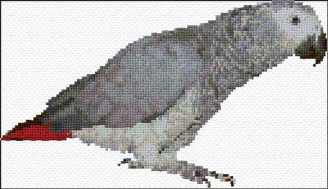 Gray Parrot, Tropical Quilts, Cross Stitch Calculator, Sean Price, Florence Nightingale, African Grey Parrot, Parrot Toys, Cross Stitch Bird, African Grey