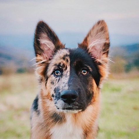 German Shepherd Australian Shepherd Mix Dog German, Psy I Szczenięta, Dog Mixes, Pretty Dogs, Airedale Terrier, Haiwan Peliharaan, Cute Dogs And Puppies, Shepherd Puppies, German Shepherd Dog