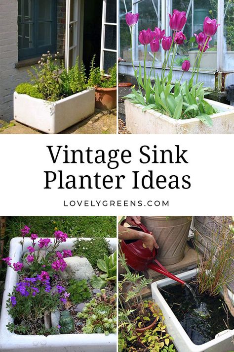 Vintage sinks are ready-made planters that even have a built-in drain. They're great for growing vegetables, flowers, and creating mini-ponds, and look beautiful too. This piece includes tips on where to find them and how to plant them up as vintage sink planters #containergarden #planteridea Garden Sink Ideas Outdoor, Sink Planter Ideas, Belfast Sink Pond, Belfast Sink Planter, Belfast Sink Garden Planter, Belfast Sink Garden, Planters Around Pool, Vintage Sinks, Outside Sink