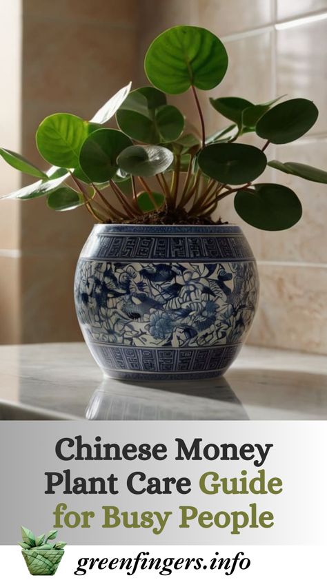 Want a plant that's both adorable and easy to care for? The Chinese Money Plant's coin-shaped leaves and minimal care requirements make it the perfect choice for both beginners and experts. Learn how to help yours thrive! 🪴 #PlantCare Chinese Money Plant Care, Money Tree Plant Care, Chinese Money Tree, Money Plant Care, Plants Grown In Water, Money Tree Plant, Healthy Chinese, Plant Care Guide, Aquaponic Gardening