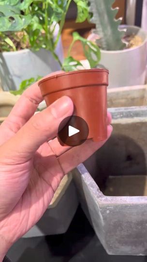 280K views · 4.8K reactions | Repurpose small plastic pots by adding extra holes to improve drainage and aeration, preventing root rot after repotting. A simple hack for healthier plants!

#GardeningTips #PlantCare #DIYGarden #Succulents #IndoorPlants #GardeningHacks | Seed to Flower | Seed to Flower · Original audio Small Pot Plants Indoor, Plants For Small Pots Outdoor, Xmas Cactus, Diy Plant Pots, Planting Hacks, Succulent Garden Outdoor, Room Plants, Succulent Ideas, Healthy Hacks