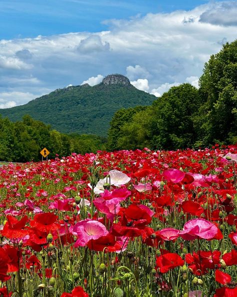 Running Through A Field, A Field Of Flowers, Bg Design, Field Of Flowers, Run Through, Greensboro Nc, Flower Field, Design Reference, North Carolina