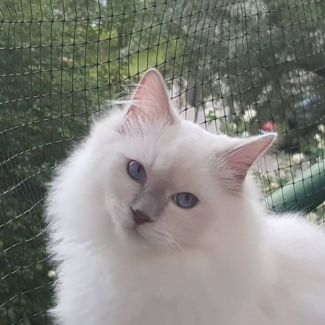 Lilac Ragdoll, Ragdoll Cat, Lilac, On Instagram, Quick Saves, Instagram