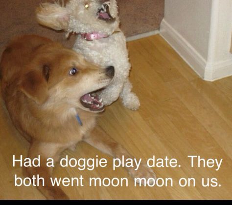 Damn it moon moon! Moon Moon Wolf, Moon Moon Memes, Dog Pictures Funny, Stupidly Funny, Wolf Funny, Kawaii Potato, Animal Funnies, Moon Wolf, Puppy Time