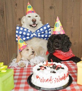 Woof! Dog Safe Cake Recipe, Party Meme, Dog Birthday Cake Recipe, Dog Birthday Hat, Happy Birthday Dog, Dog Birthday Cake, Birthday Dog, Cat Playground, Dog Cakes