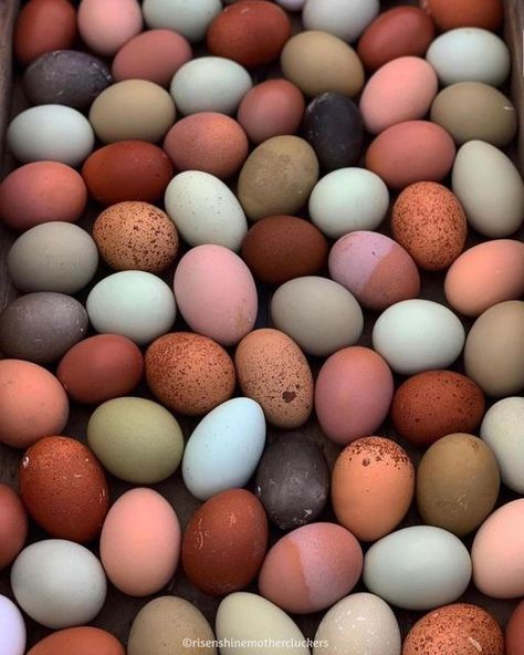 Chicken Egg Colors, Chickens For Eggs, Cochin Chickens, Chickens Farm, Chicken Coop Garden, Easter Eggers, Vegetables Photography, Egg Photo, Backyard Chicken Farming