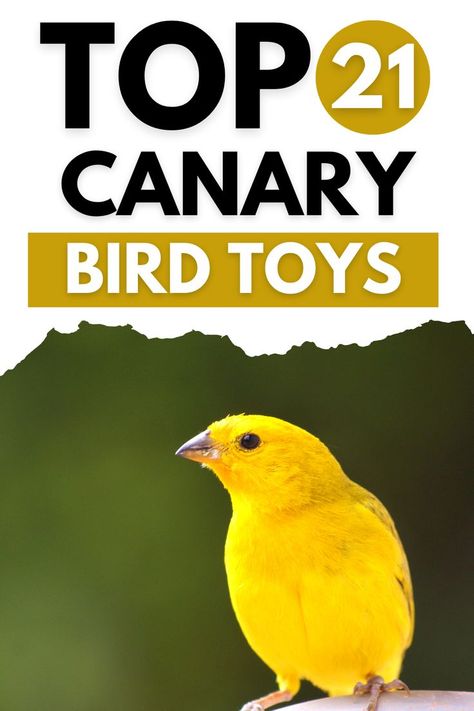 Top 21 Canary Bird Toys Canaries Bird Pets, Canary Cage, Best Pet Birds, Bird Pics, Diy Bird Toys, Canary Birds, Bird Care, Diy Birds, Gardening Flowers