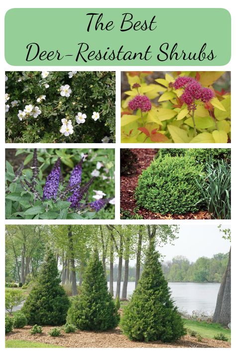 Deer Resistant Landscaping, Deer Eating, Deer Resistant Shrubs, Deer Proof Plants, Deer Resistant Flowers, Lake Landscaping, Landscaping Shrubs, Deer Resistant Garden, Deer Resistant Perennials