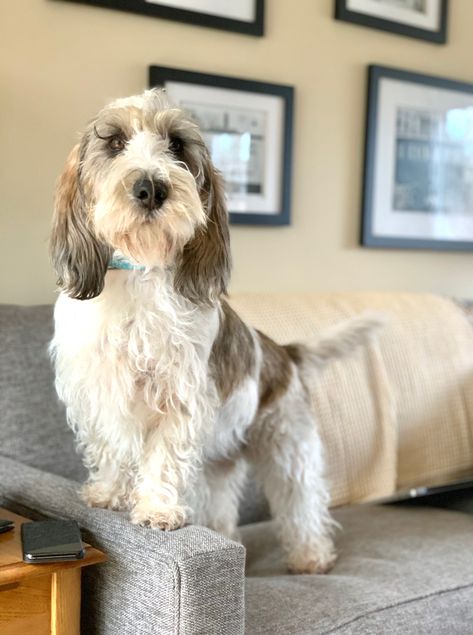 Pbgv Dog, Brussel Griffon Dogs, Petit Griffon Basset Vendeen, Grand Basset Griffon Vendeen, Griffon Bruxellois, Griffon Dog, Basset Hound Mix, Petit Basset Griffon Vendeen, Animal Magic