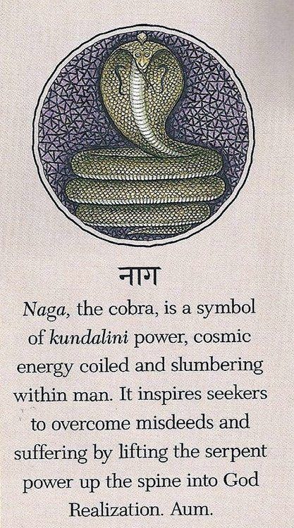 Naga, the cobra, is a symbol of kundalini power, cosmic energy coiled and slumbering within man. Sejarah Kuno, Arte Yoga, Kundalini Awakening, Cosmic Energy, Ancient Knowledge, Les Chakras, Kundalini Yoga, Chakra Meditation, A Symbol