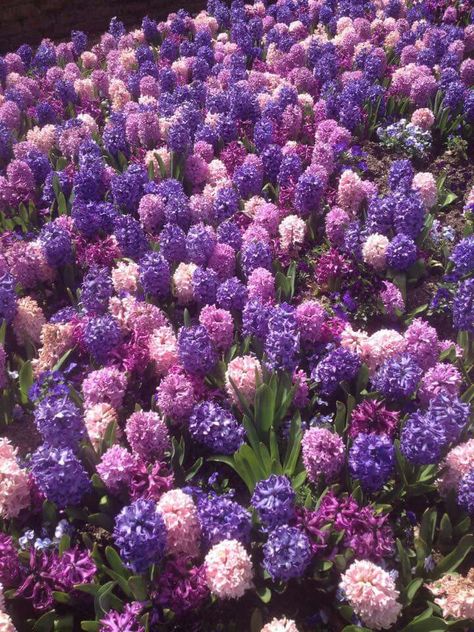 Hyacinths Hyacinths Aesthetic, Hyancith Flower, Hyacinth Aesthetic, Flowers Widget, Hyacinth Garden, Flower Hyacinth, Hyacinths Garden, Hollow Purple, Hyacinth Bouquet