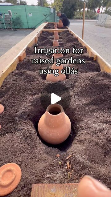 Generous Herbs on Instagram: "Ollas are a traditional method of irrigation used by indigenous people in Africa, Mexico, Turtle island, & India. 

This methods of watering helps conserve water up to 70-80% by watering the roots of plants, where plants need it most. It also helps encourages deeper roots means a healthier and stronger plants 🪴 

Our ollas are 100% Clay 
Handcrafted by Atisans in Tecate Mexico
They are tested for lead 
Available to purchase via DM
Pick up 
 📍 OC & LA 
*shipping is currently not available 
.
.
.
.
.
.
.
# ceramic#terracota#olla#gardening#urbanfarming#irrigation#growing#organic#farmandfoodlab" Garden Olla, Ollas Irrigation Diy, Diy Olla, Olla Watering, Clay Pot Irrigation, Plant Starters, Irrigation Diy, Heirloom Garden, Mexican Garden