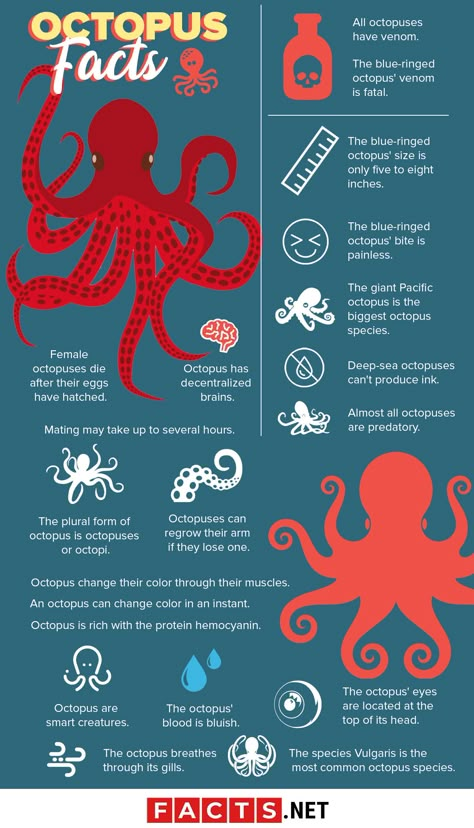 Cool Animal Facts, Random Animal Facts, Sea Animal Facts, Sea Facts, Pet Octopus, Fish Facts, Marine Biology Facts, Ocean Facts, Marine Biologist Notes