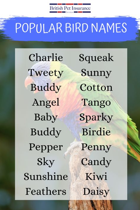 Choosing a name for your pet bird is just as difficult as choosing a name for a baby! Each bird, just like humans, have their own personality, that’s why choosing the right name to reflect this is so important. We have compiled a list of the most popular pet bird, parrot, owl and bird of prey names…enjoy! Cute Parakeet Names, Budgie Quotes, Names For Parrots, Bird Names Ideas, Pet Bird Names, Parrot Names, Budgie Names, Birds Name List, Parakeet Names