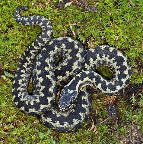 Snake From Above, Australian Snakes, Adder Snake, European Wildlife, Tattoo Celtic, Snake Tattoos, Animals Tattoo, Venomous Snakes, Art Textiles