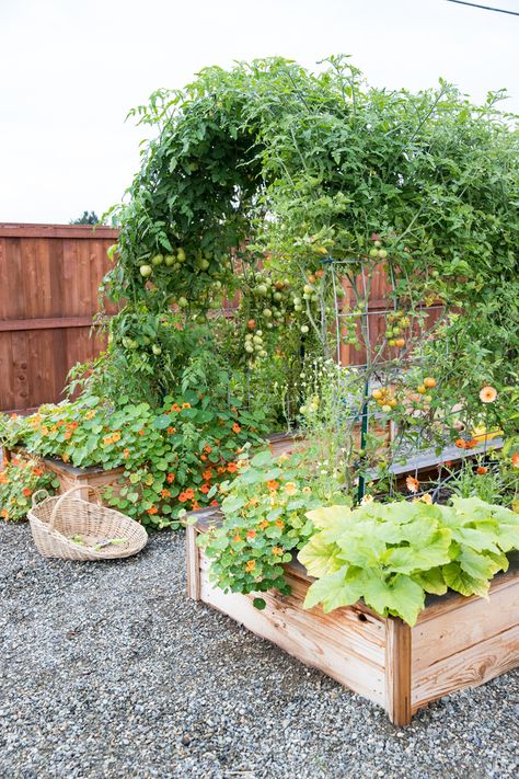 Vege Patch Ideas, Raised Garden Design Layout, Raised Bed Garden With Trellis, Gardens With Trellis, Vegetable Garden With Seating Area, Raised Bed Garden Trellis, Veggie Garden Trellis Ideas, Allotment Arch, Garden Boxes With Trellis