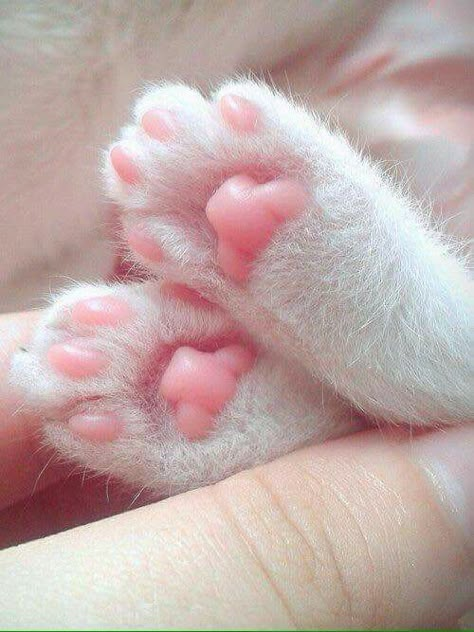 AWWW. Little pink squishy toes                                                                                                                                                     More Nosara, Söt Katt, Cat's Paw, Siamese Kittens, White Cats, Cat Paws, Sweet Animals, Cats Meow, Cute Kittens