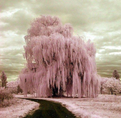 Frozen Weeping Willow - Beautiful Infrared Photography, Weeping Willow Tree, Weeping Willow, Surrealism Photography, Pink Trees, Tree Photography, Willow Tree, 판타지 아트, Beautiful Tree