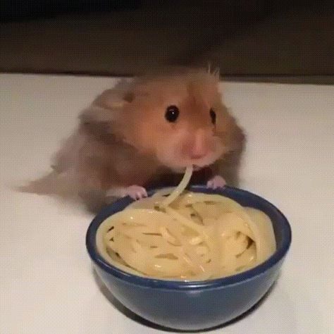 Hamsters Cute, Eating Noodles, Hamster Eating, Animals Funny, Cute Hamsters, Aidan Gallagher, Hamsters, S N, Winchester