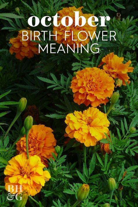 Did you know that you have a birth month flower? Just like birthstones, each month has its own flower with a different meaning behind it. Birth month flowers can be fun to decorate your home with or plant in the garden. #birthflowers #octoberbirthflower #Marigold #flowermeaning #bhg Marigold Meaning, Meaning Of Flowers, October Birth Flowers, Fall Container Gardens, Flower Chart, Sweet Pea Flowers, List Of Flowers, Different Meaning, Gardening Trends