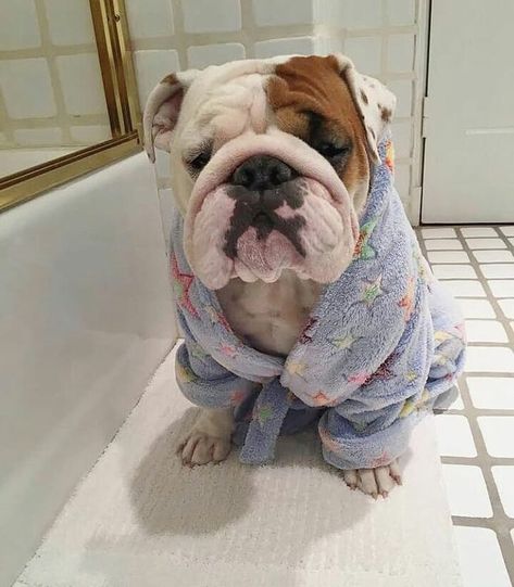 Cute Bulldog Puppies, Bulldog Breeds, Cute Bulldogs, English Bulldog Puppies, Very Cute Dogs, English Bulldog Puppy, Indoor Dog, Bulldog Lover, Sweet Dogs