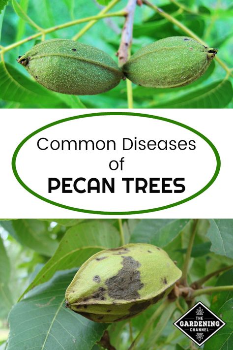 Control and prevent pecan tree diseases for healthy pecan harvests. Learn how to prevent and treat these six common diseases of pecan trees. #gardeningchannel #growingnuts #nuttrees #landscaping Pecan Harvesting, Pecan Farming, Harvesting Pecans, Small Orchard, Pecan Trees, Nut Trees, Common Diseases, Growing Trees, Garden Fruit